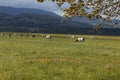 Herd of spotted cows surrounded by nature in the Swiss Alps, in the Canton of Jura