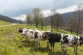 Herd of spotted cows surrounded by nature in the Swiss Alps, in the Canton of Jura