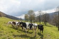 Herd of spotted cows surrounded by nature in the Swiss Alps, in the Canton of Jura