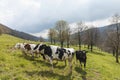 Herd of spotted cows surrounded by nature in the Swiss Alps, in the Canton of Jura