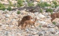 Herd of Spotted Deer Axis axis at Jim Corbett National Park