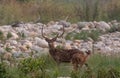 Herd of Spotted Deer Axis axis at Jim Corbett National Park