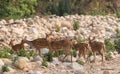 Herd of Spotted Deer Axis axis at Jim Corbett National Park