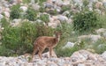 Herd of Spotted Deer Axis axis at Jim Corbett National Park