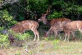 Herd spotted deer or Axis in wild