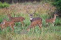 Herd of spotted deer grazing on the forest floor looking out for Tigers in Tadoba National Park