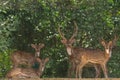 A herd of spotted deer rests in the shade of a tree