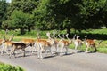 Herd spotted deers cross road