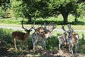 Herd spotted deers cross road