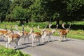 Herd spotted deers cross road