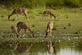 Herd of spotted deers drinking water in the riverbank, Bardia, Nepal Royalty Free Stock Photo