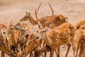 A Herd of Spotted Deers in farm Royalty Free Stock Photo