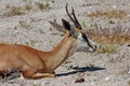 Spring bock antelope Antidorcas marsupialis in the Savannah