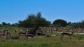 Herd of springbok antelopes grazing on meadow in Kalahari desert, Etosha National Park, Namibia, Africa. Royalty Free Stock Photo