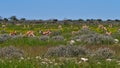 Herd of springbok antelopes grazing on meadow with yellow blooming wild flowers in Kalahari desert, Etosha National Park. Royalty Free Stock Photo