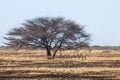 Herd of Springbok antelopes Royalty Free Stock Photo