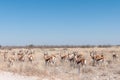 Herd of a springbok, Antidorcas marsupial