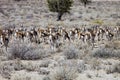 The herd of Springbok, Antidorcas marsupialis, Kalahari, South Africa