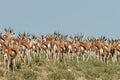 Herd of springbok antilopes