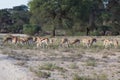 Herd of springbok grazing in the kalahari desert