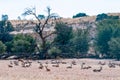 Herd of springbok lying in grass in the arid Kgalagadi