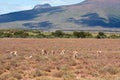Herd of Springbok on a plain
