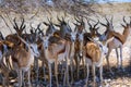 Herd of springbok resting in the shade of a tree Royalty Free Stock Photo