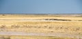 Herd of springbok running across the African Savannah