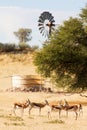Herd of springbuck standing near waterhole Royalty Free Stock Photo