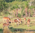 Herd of Sri Lankan axis deer, Axis axis ceylonensis