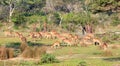 Herd of Sri Lankan axis deer, Axis axis ceylonensis