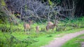 Herd of Sri Lankan axis deer grazing fresh grass at Udawalawe forest in the evening, Sri Lankan axis deer is also called as Ceylon