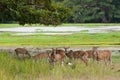 Herd of Sri Lankan axis deer in Yala national park