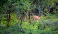 Herd of Sri Lankan axis deers grazing the fresh grass in the evening at Udawalawa national park