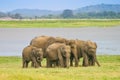 A Herd of Sri Lankan Elephant