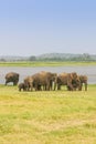 A Herd of Sri Lankan Elephant