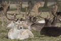 Herd of stag deer in a field Royalty Free Stock Photo