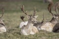 Herd of stag deer in a field Royalty Free Stock Photo