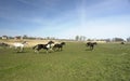 Herd of stampeding horses Royalty Free Stock Photo