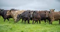 herd of Stud beef cows and bulls grazing on green grass in Australia, breeds include speckled park, murray grey, angus and brangus Royalty Free Stock Photo