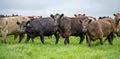 herd of Stud beef cows and bulls grazing on green grass in Australia, breeds include speckled park, murray grey, angus and brangus Royalty Free Stock Photo