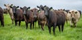 herd of Stud beef cows and bulls grazing on green grass in Australia, breeds include speckled park, murray grey, angus and brangus Royalty Free Stock Photo