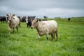 herd of Stud beef cows and bulls grazing on green grass in Australia, breeds include speckled park, murray grey, angus and brangus Royalty Free Stock Photo