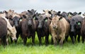 herd of Stud beef cows and bulls grazing on green grass in Australia, breeds include speckled park, murray grey, angus and brangus Royalty Free Stock Photo