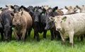 herd of Stud beef cows and bulls grazing on green grass in Australia, breeds include speckled park, murray grey, angus and brangus