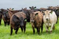 herd of Stud beef cows and bulls grazing on green grass in Australia, breeds include speckled park, murray grey, angus and brangus Royalty Free Stock Photo