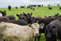 herd of Stud beef cows and bulls grazing on green grass in Australia, breeds include speckled park, murray grey, angus and brangus