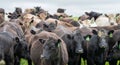 herd of Stud beef cows and bulls grazing on green grass in Australia, breeds include speckled park, murray grey, angus and brangus Royalty Free Stock Photo