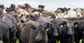 herd of Stud beef cows and bulls grazing on green grass in Australia, breeds include speckled park, murray grey, angus and brangus Royalty Free Stock Photo