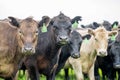 herd of Stud beef cows and bulls grazing on green grass in Australia, breeds include speckled park, murray grey, angus and brangus